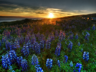 Blue flowers sunset house fence - blue flower free wallpaper for desktop
