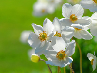 White flower field bokeh macro 2 - a field of grass and grass free wallpaper for desktop