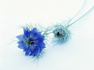 Blue flowers white table celina - a couple free wallpaper