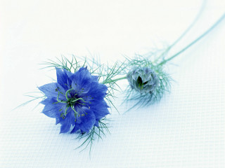 Blue flowers white table celias - a couple free wallpaper