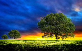 Tree field sunset clouds sky 16 - free 3d render wallpaper for desktop