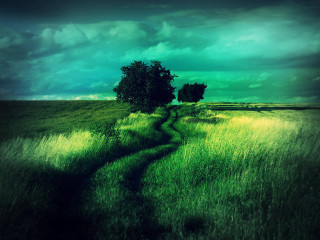 Green field tree path dark - landscape free wallpaper for desktop