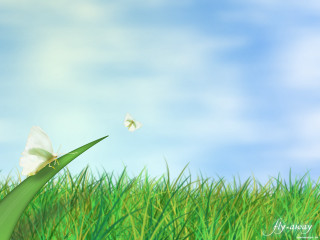 Butterfly flying green grass field 4 - back end free wallpaper for desktop