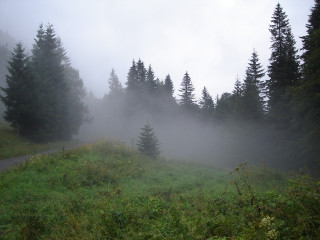 Foggy forest road trees hillside - a bench in the foreground free wallpaper