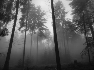 Tall trees foggy forest misty - free forest wallpaper for desktop