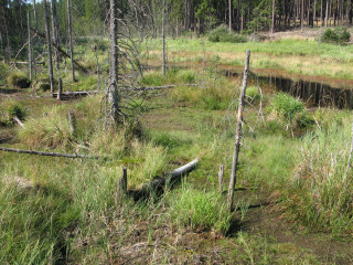 Swampy area trees logs grass 4 - environment free wallpaper