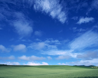 Large field grass blue sky - blue sky free wallpaper for desktop
