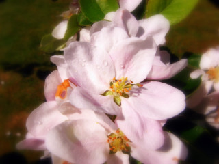 White flower water droplets soft 2 - a close up of a flower free wallpaper for desktop