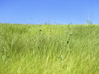 Tall grass blue sky green - ada hill walker free wallpaper