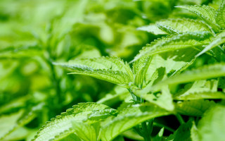 Green plant closeup leaves blurry 2 - a close up free wallpaper for desktop