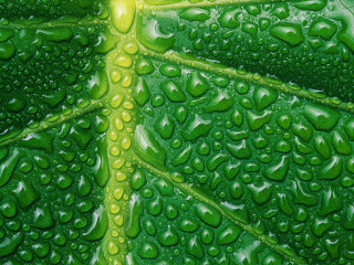 Green leaf water drops yellow 3 - david free wallpaper