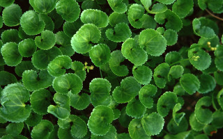 Close up green plant leaves 5 - a green plant free wallpaper for desktop