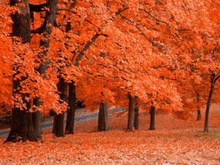 Park bench leaf covered trees 3 - autumn free wallpaper