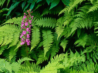 Purple flower green leaves ferns - growing free wallpaper for desktop