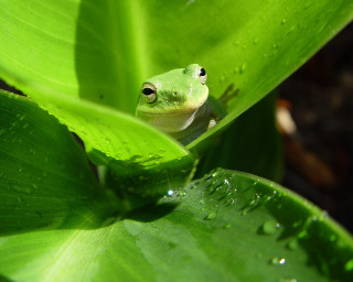 Frog sitting leaf rain water 3 - a frog free wallpaper for desktop