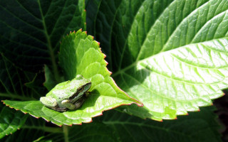 Frog sitting leaf sun sunny 2 - a frog free wallpaper for desktop