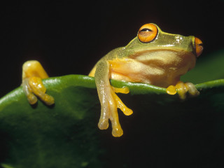 Frog green leaf black background - a yellow stripe free wallpaper