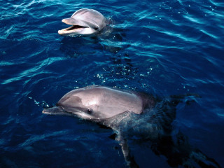 Dolphins swimming ocean mouthed close - their free wallpaper