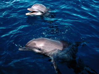 Dolphins swimming ocean mouths open - their free wallpaper