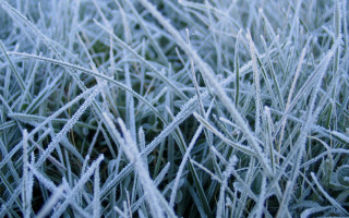 Frosty grass macro bamboo nature - a close up of a grass free wallpaper