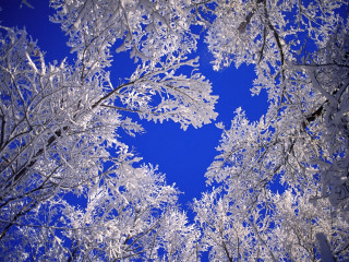 Blue sky snow covered trees 2 - a group of trees free wallpaper for desktop