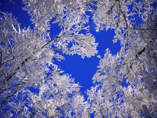 Blue sky snow covered trees - a blue sky in the background free wallpaper for desktop