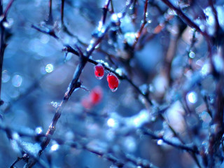Red berries tree branch water - a couple free wallpaper