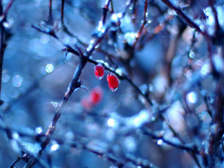 Red berries tree branch water 2 - a.b. frost free wallpaper for desktop