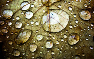 Close up leaf water droplets 9 - anthony s waters free wallpaper for desktop