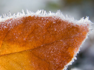 Leaf snow frost ice macro 2 - a close up of a leaf free wallpaper