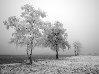 Foggy field trees black white - the fog free wallpaper