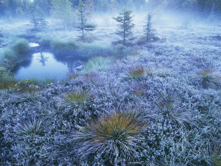 Foggy field stream trees pond 4 - a foggy field free wallpaper