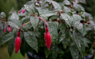 Red flower plant rain drops - red flower free wallpaper for desktop
