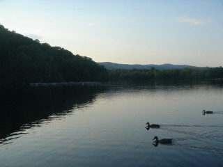 Ducks swimming lake forest mountains - lake free wallpaper