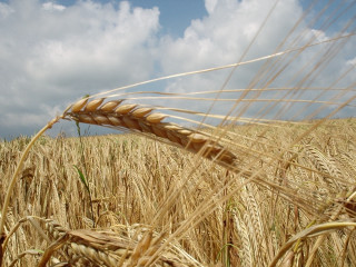 Wheat field cloudy sky clouds 3 - heavy free wallpaper