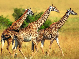 Giraffes grass trees jigsaw wildlife - primitivism free wallpaper