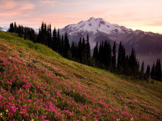 Mountain field flowers trees pink 2 - a field of flowers and trees free wallpaper