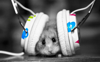 Hamster headphones peeking mouse black - headphone free wallpaper