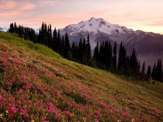 Mountain field flowers trees pink - a field of flowers and trees free wallpaper