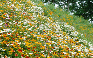 Hillside flowers trees background nature - andreas gursky free wallpaper