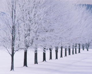 Snowy trees bare forest winter 4 - free winter wallpaper