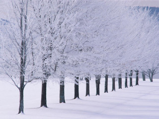 Snowy trees bare forest winter 5 - snow next free wallpaper