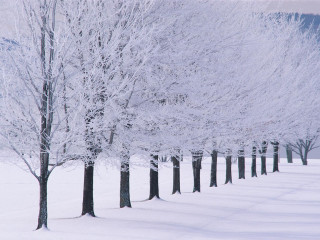 Snowy trees bare forest winter 3 - free winter wallpaper