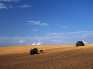Field trees blue sky clouds 6 - landscape free wallpaper