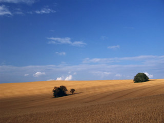 Field trees blue sky clouds 7 - landscape free wallpaper