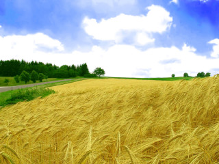 Wheat field road blue sky 4 - a field of wheat free wallpaper