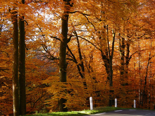 Autumn road trees orange leaves - barbizon school free wallpaper