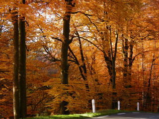 Autumn road trees orange leaves 6 - barbizon school free wallpaper
