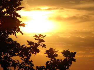 Bird tree branch sunset clouds - afewerk tekle free wallpaper for desktop