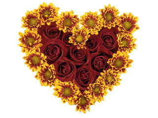 Heart sunflowers roses red yellow 2 - a white background free wallpaper